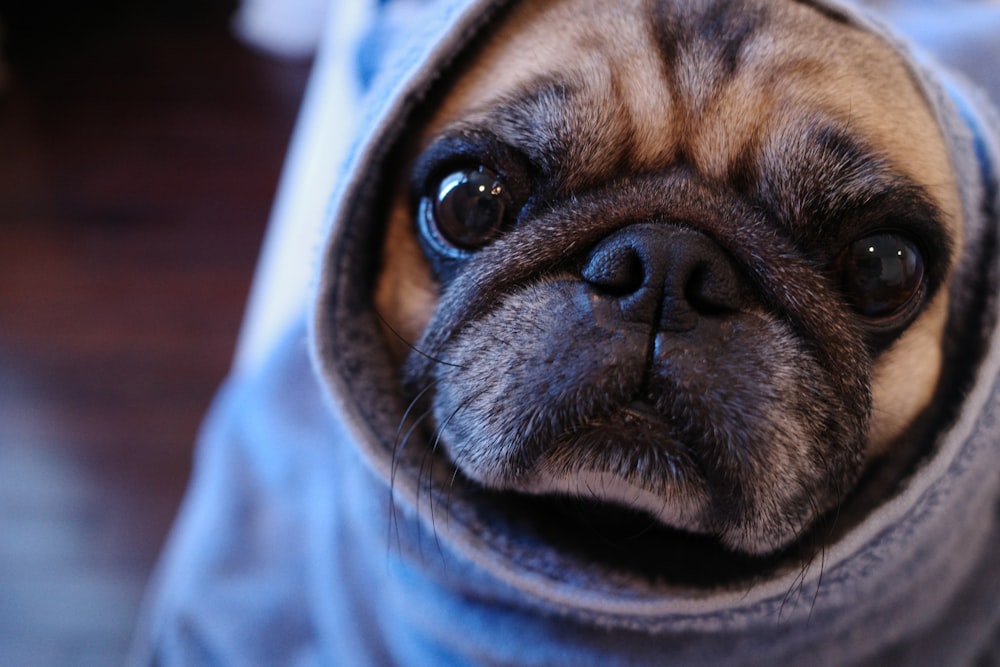 fawn pug in blue hoodie