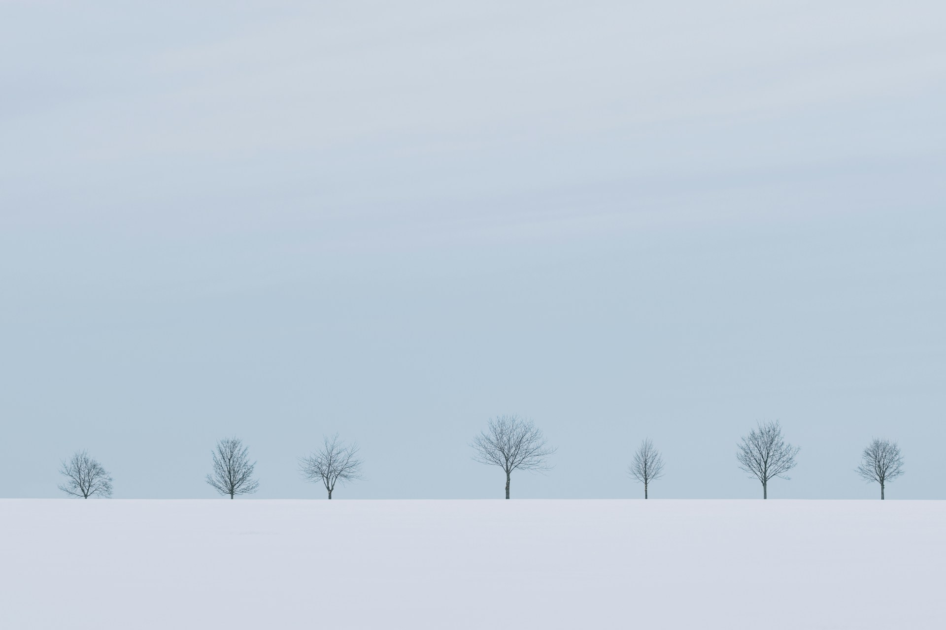 leafless tree on snow covered ground