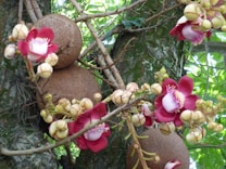 Bright red and pink flowers with white centers and yellow stamens grow alongside large, round, rough-textured brown fruits on a tree. Lush green leaves provide a vibrant backdrop, enhancing the vivid colors of the blossoms.