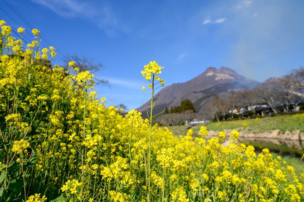yellow flower field near mountain during daytime