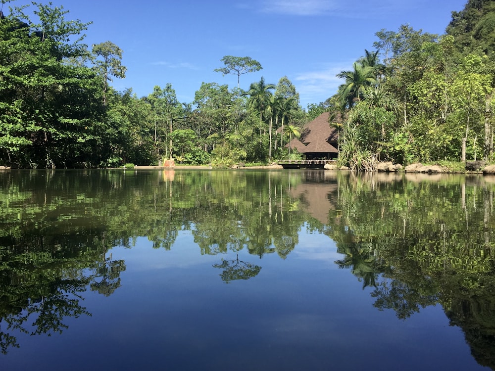 green trees beside body of water under blue sky during daytime