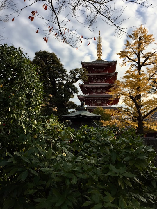 green trees near brown and white temple during daytime in Sensō-ji Japan