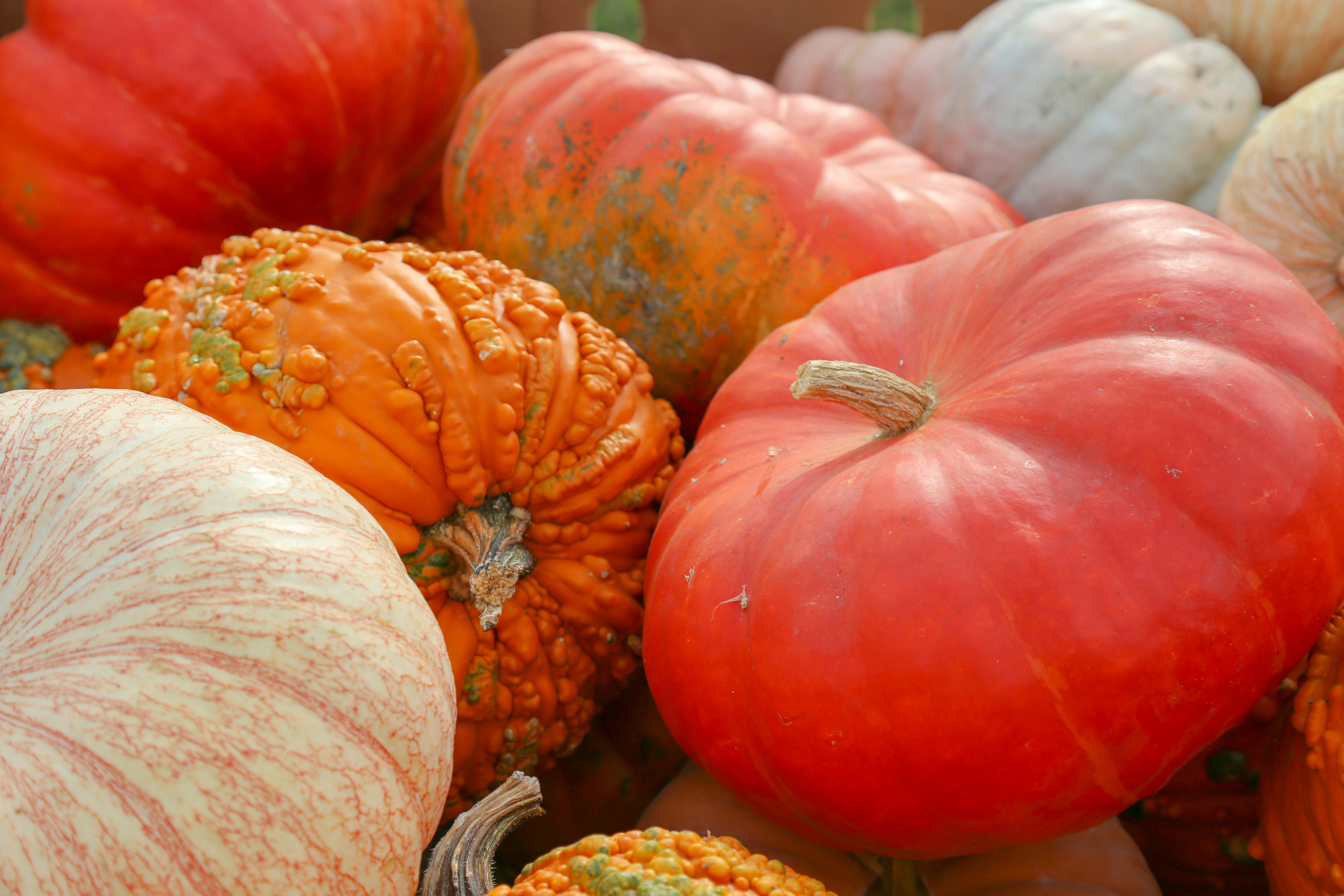 Photo by carolyndelacorte