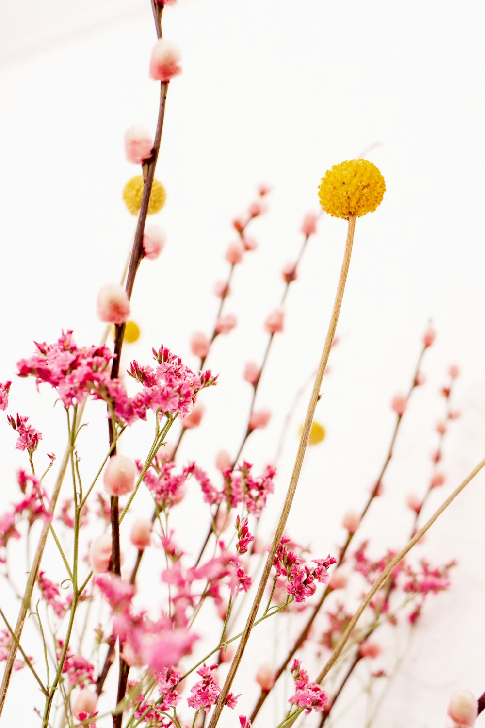 pink and yellow flowers in tilt shift lens