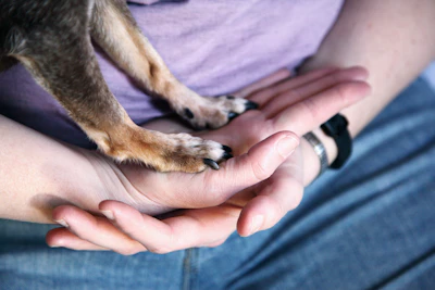 Hazel’s paw resting in Ellen’s hands, her last summer