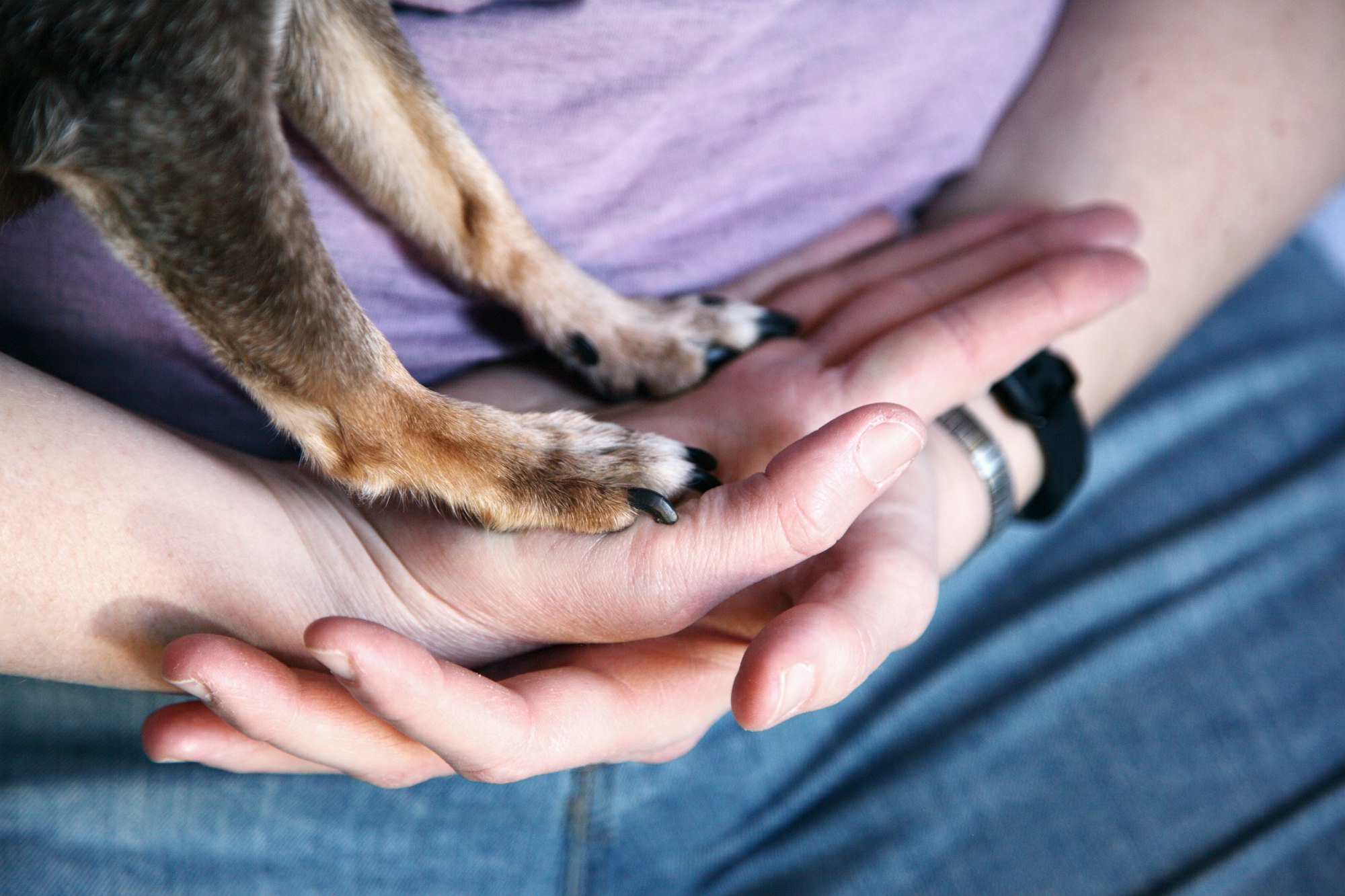 Shane holding our dog. Close up of hands and paws.
