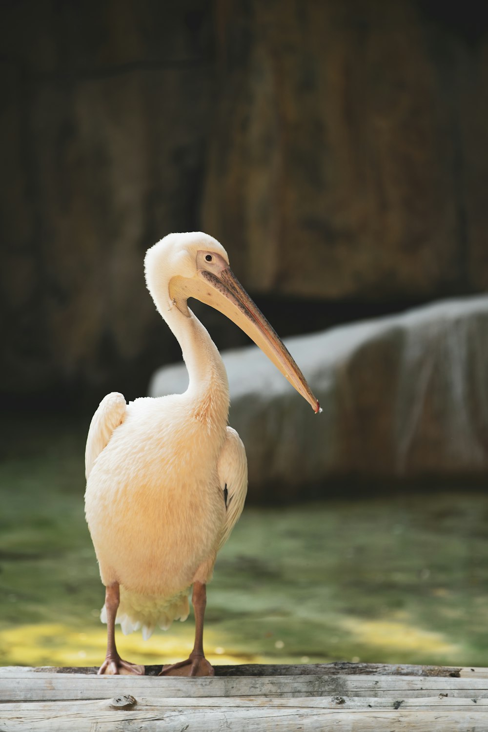 white pelican on body of water during daytime