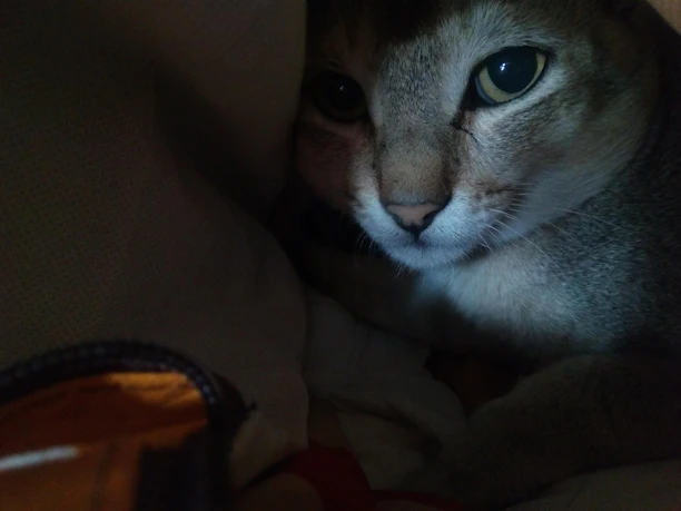 Close-up of a cat with a vibrant, cozy sweater looking curiously at the camera indoors.