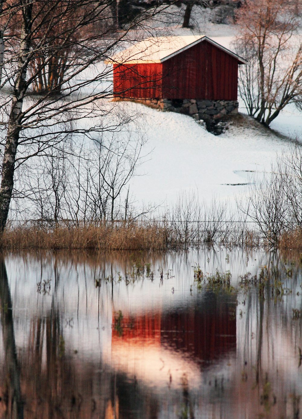 brown bare trees near body of water during daytime