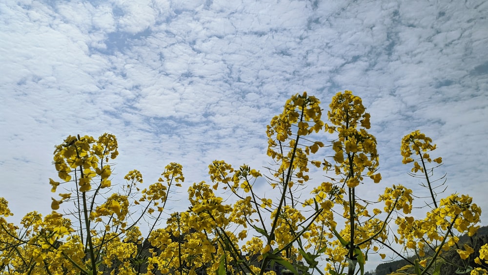 yellow flowers under blue sky and white clouds during daytime