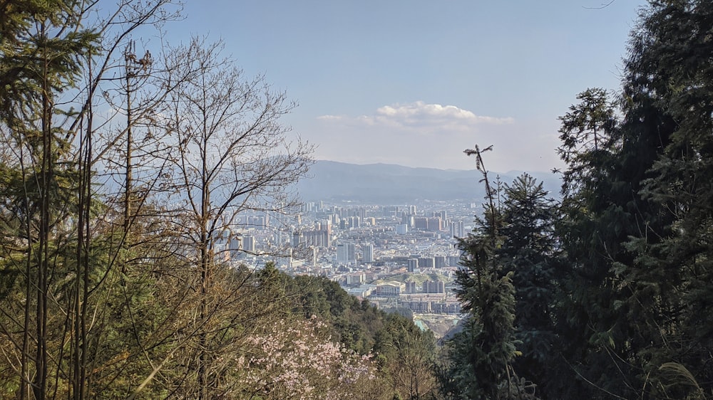 green and brown trees near city buildings during daytime