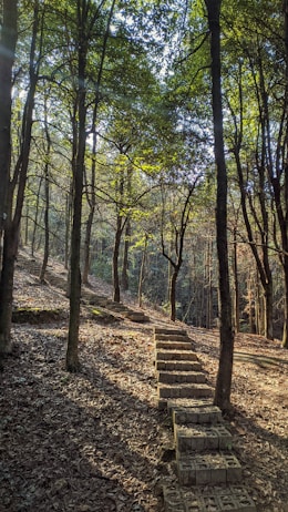 A serene forest scene features a narrow stone pathway leading up a hill, surrounded by tall trees with green foliage. Sunlight filters through the leaves, casting dappled shadows on the ground covered with dry leaves.