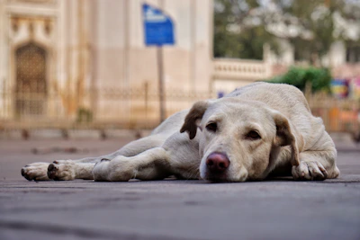 Focused dog calmly responding to commands in urban park setting