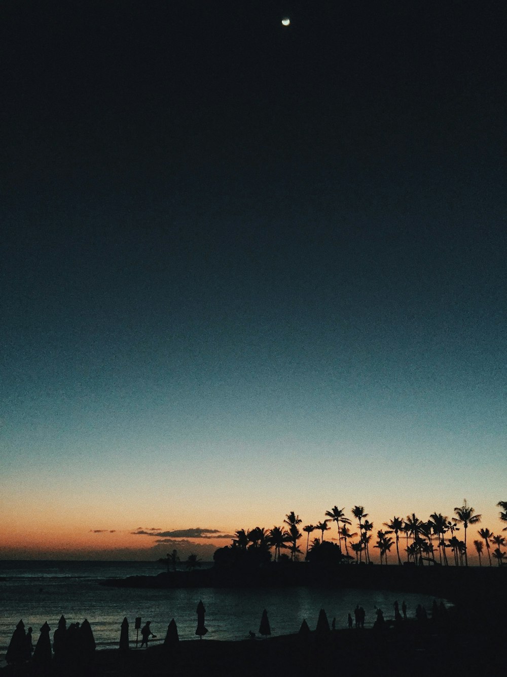 silhouette of trees during sunset