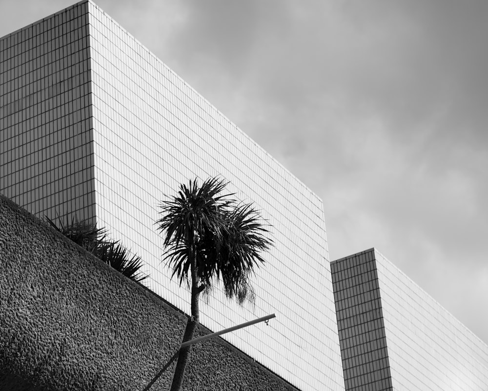 grayscale photo of palm tree near building