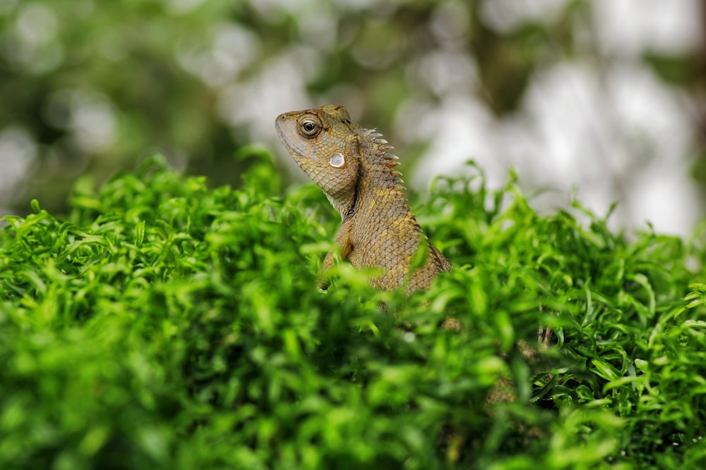 brown lizard on green grass during daytime