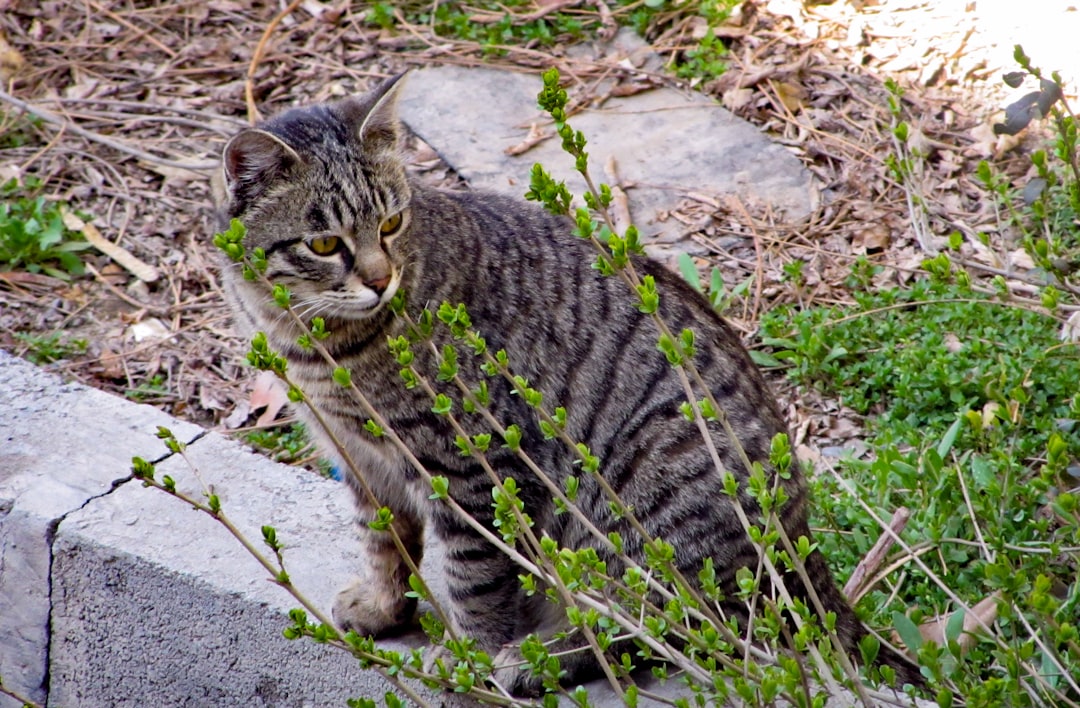 brown tabby cat on gray concrete floor