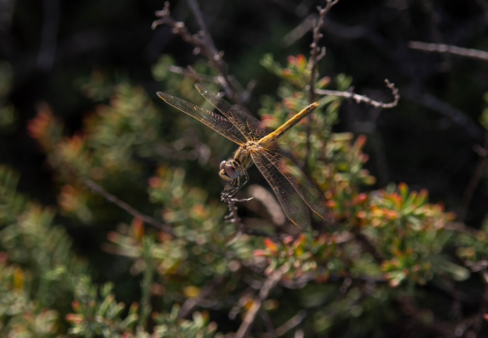 brown and black dragonfly on brown stem in tilt shift lens