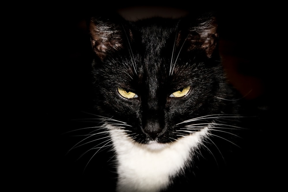 black and white cat with black background