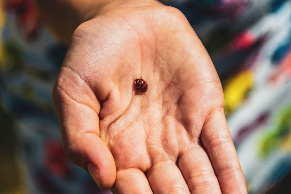 red and black ladybug on human palm
