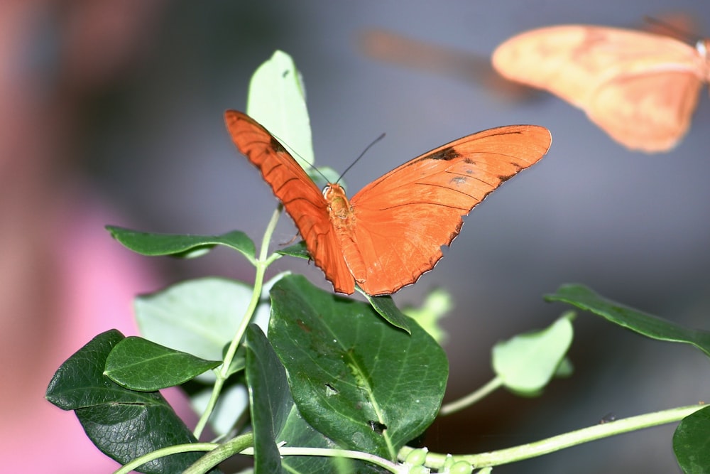 borboleta laranja empoleirada na folha verde em fotografia de perto durante o dia