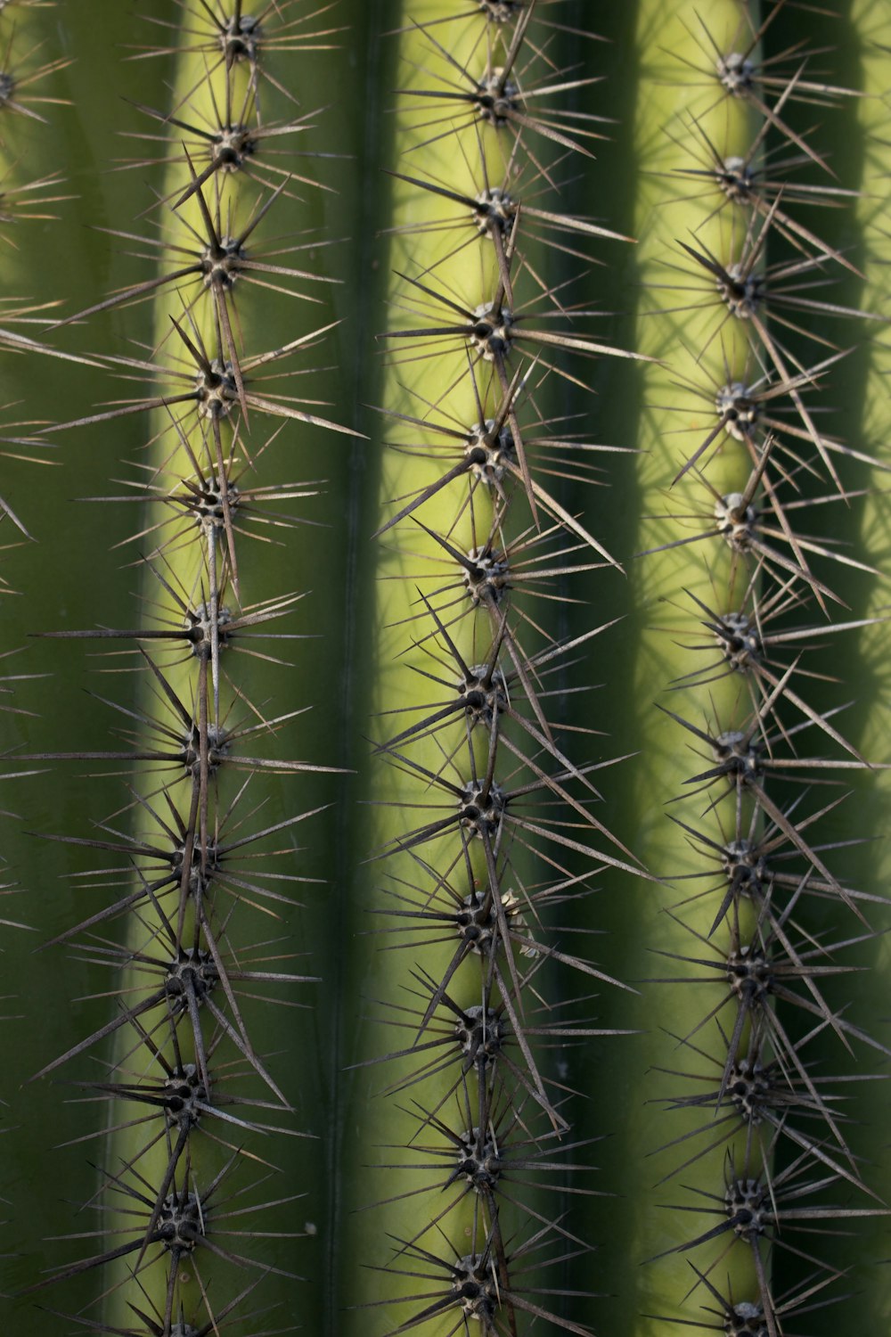 cactus vert en gros plan