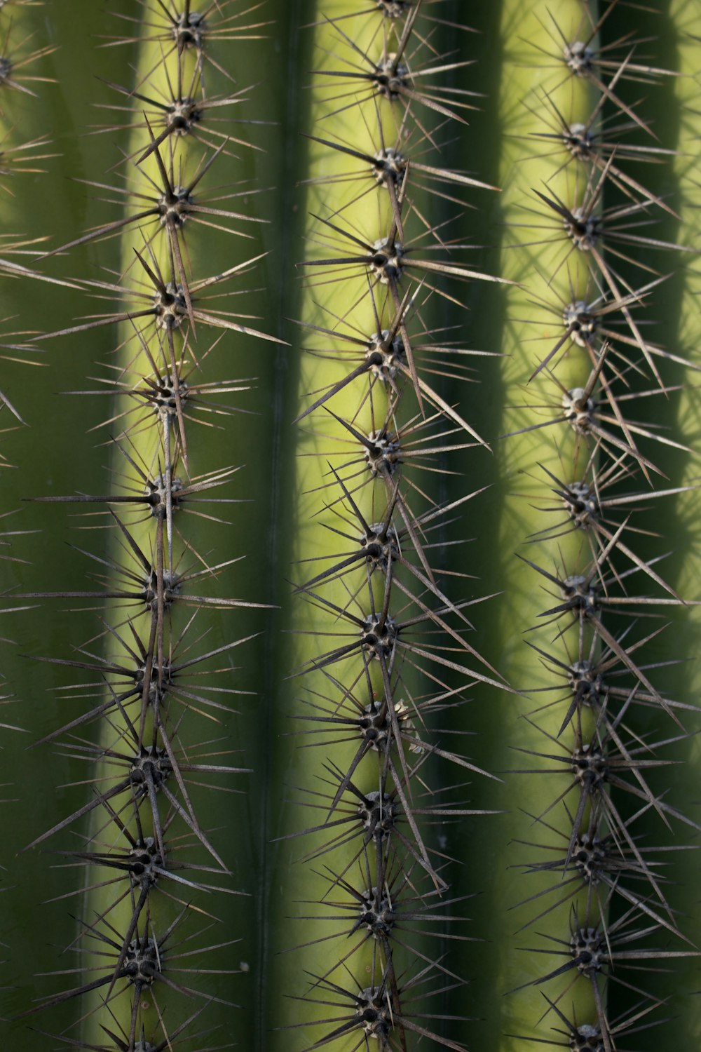 cactus verde in fotografia ravvicinata