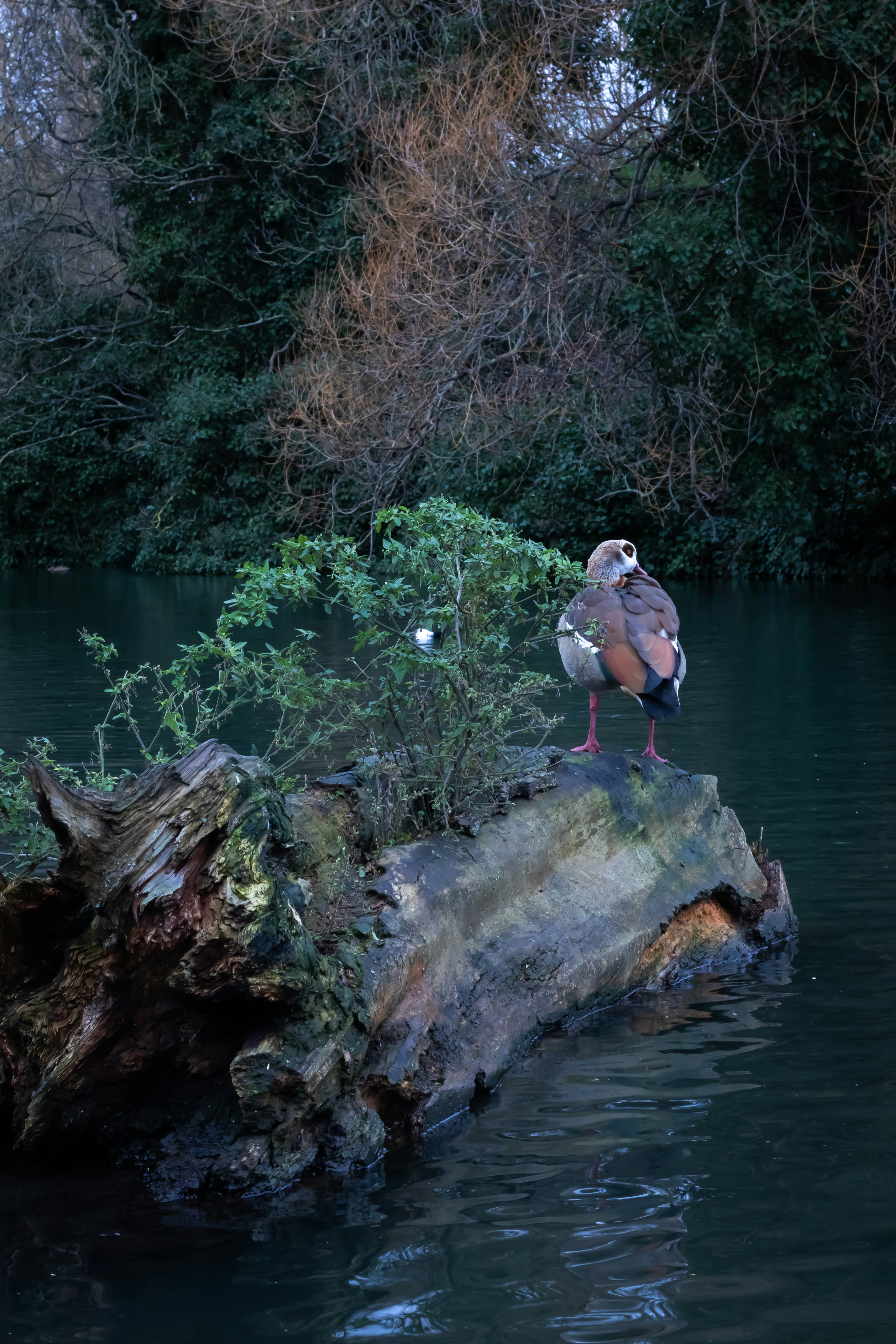 Photo by capturing_ambedo