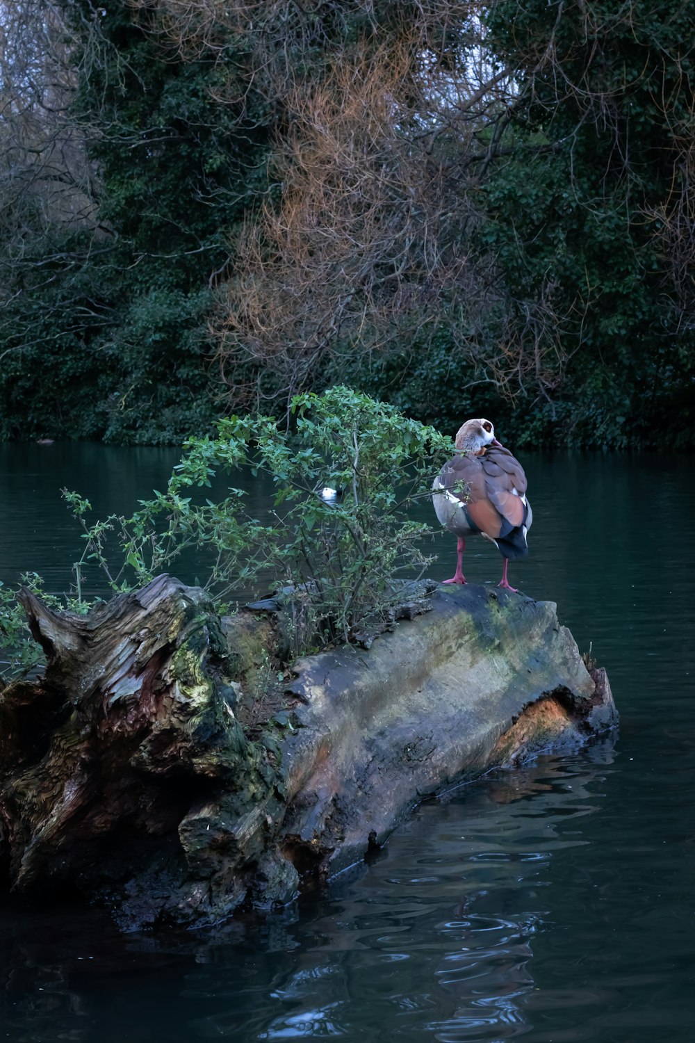 man in white t-shirt and black shorts standing on brown tree log near body of near on near on