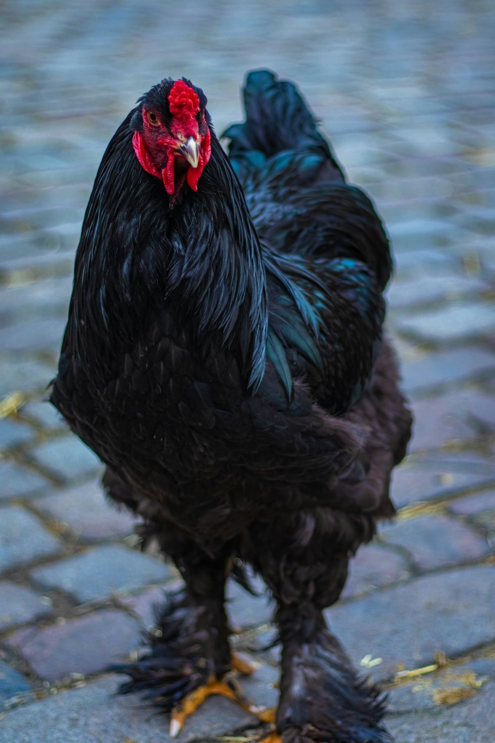 black and red rooster on brown brick floor