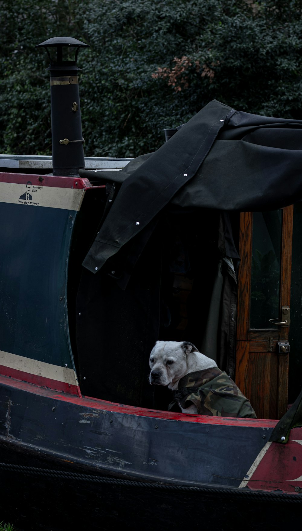 white short coated dog on red and blue vehicle