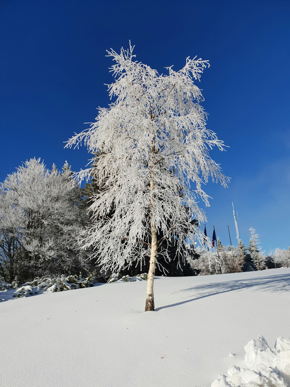 snow covered trees on snow covered ground under blue sky during daytime