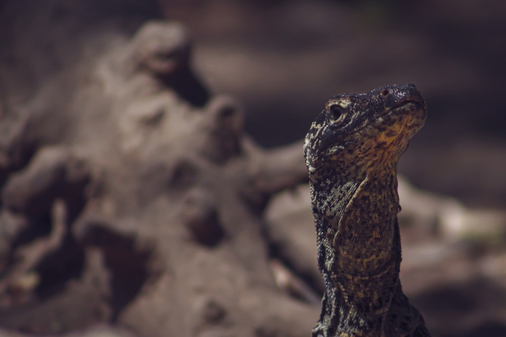 brown and black lizard on brown ground during daytime