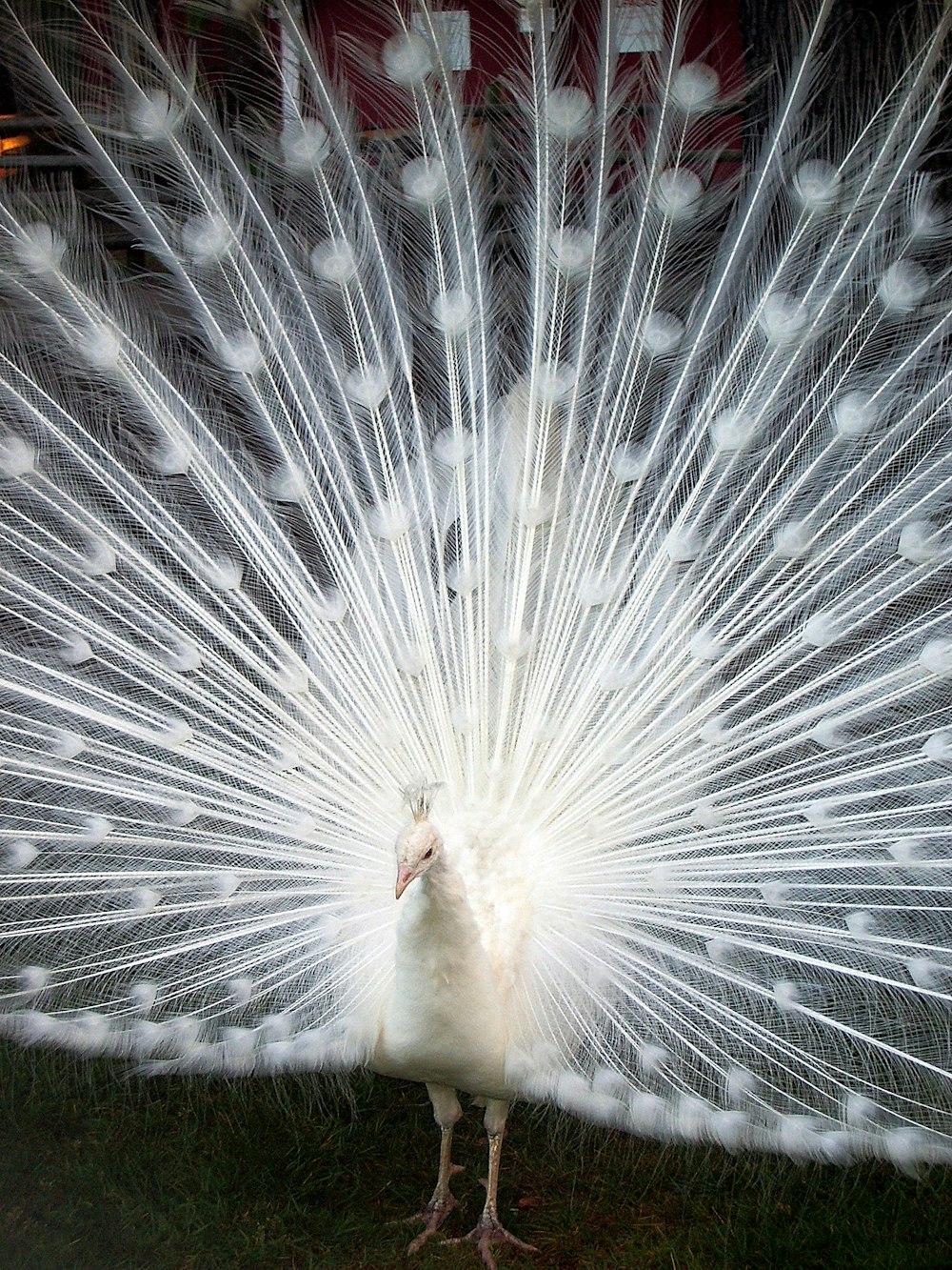 white peacock on green grass field during daytime