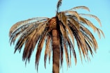 A tall palm tree with a thick trunk and a crown of withered, brown fronds against a clear blue sky.