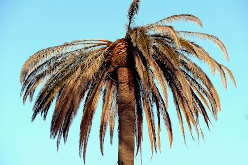 A tall palm tree with a thick trunk and a crown of withered, brown fronds against a clear blue sky.