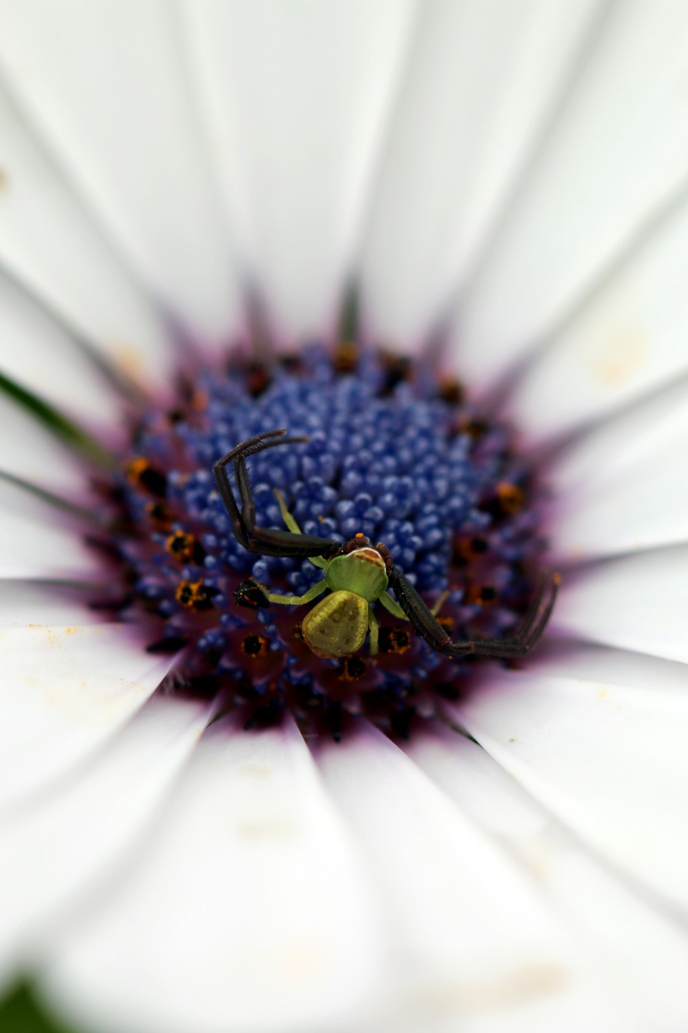 white daisy flower in bloom