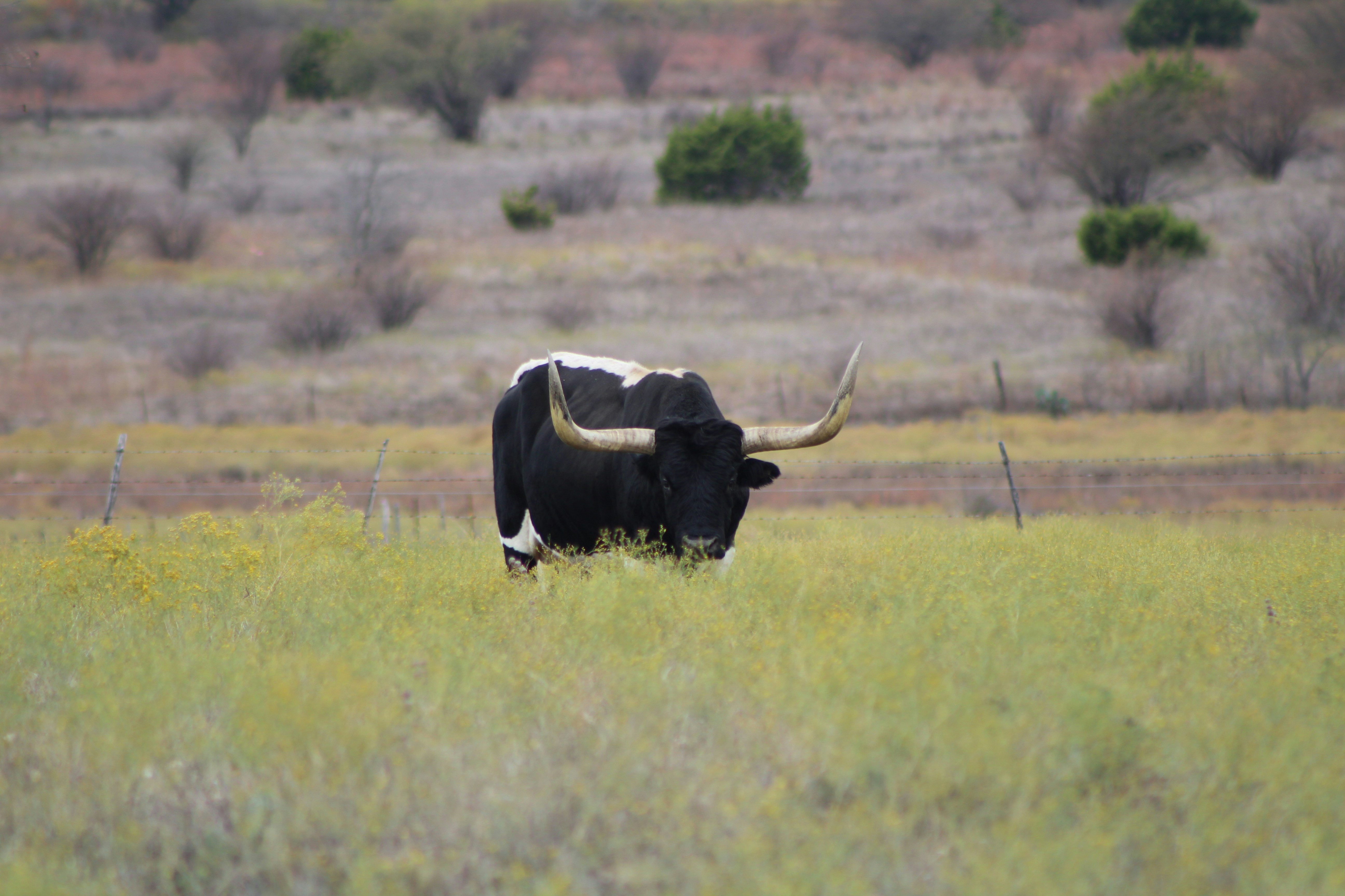 Black cow on green grass field during daytime photo – Free Cow Image on ...