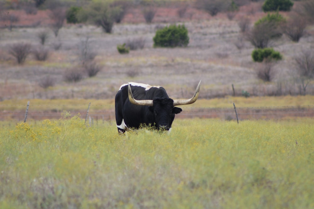 black cow on green grass field during daytime