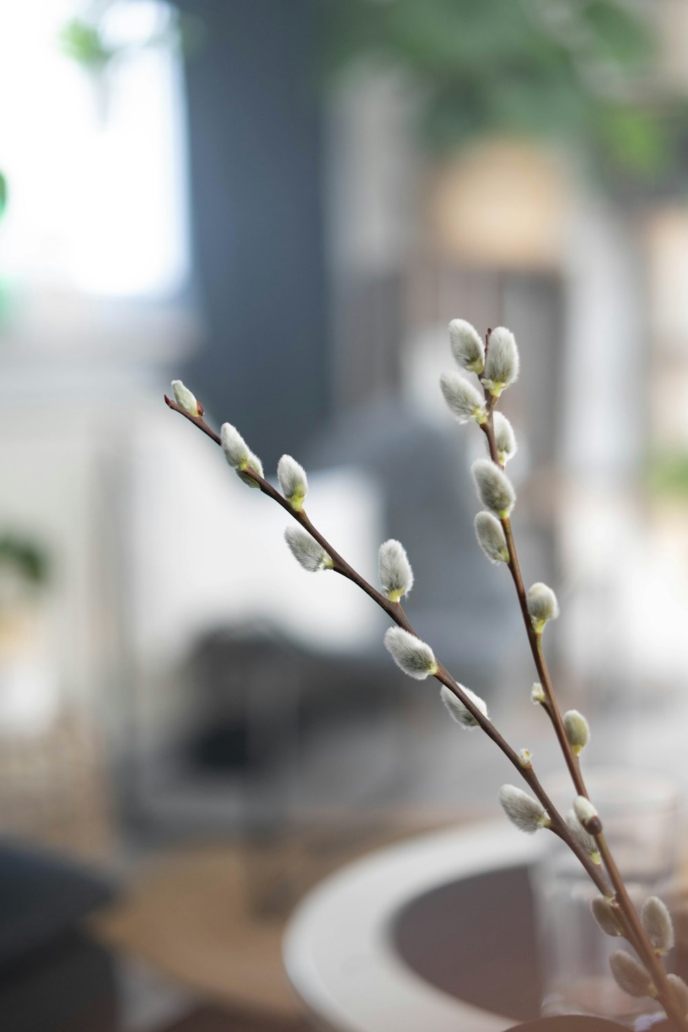 white flower buds in tilt shift lens