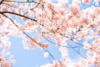 white cherry blossom under blue sky during daytime
