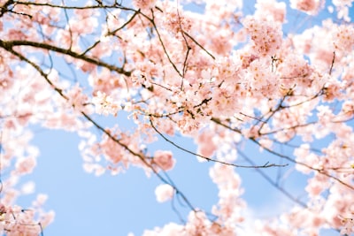 white cherry blossom under blue sky during daytime delicate zoom background