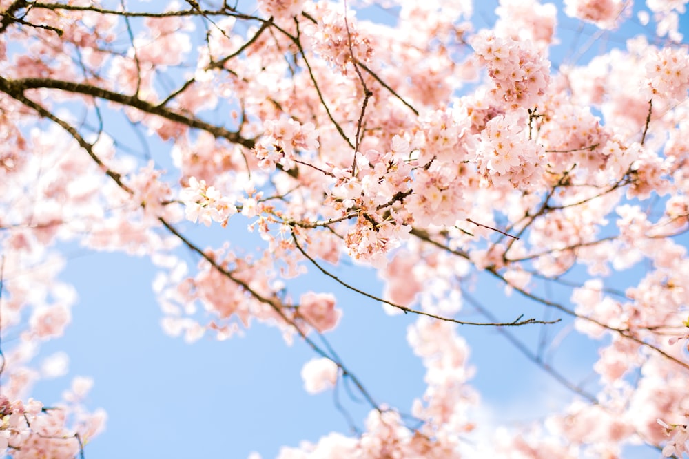 昼間の青空に映える白桜