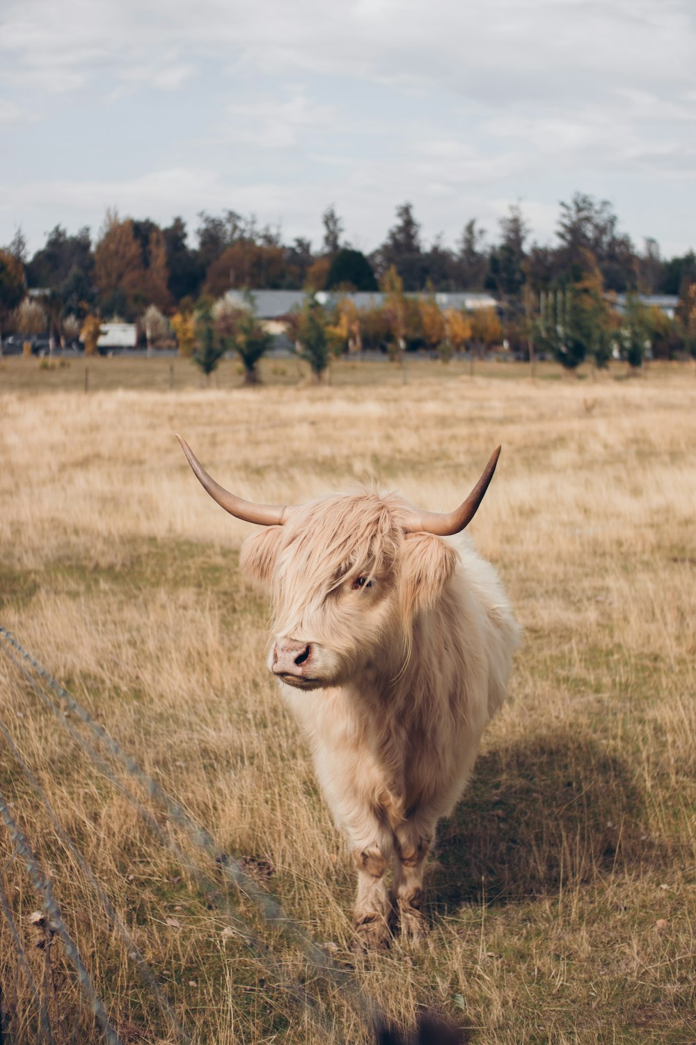 brown yak on brown grass field during daytime