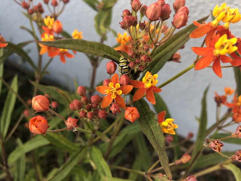 schwarzer und gelber Schmetterling auf orangefarbener Blume