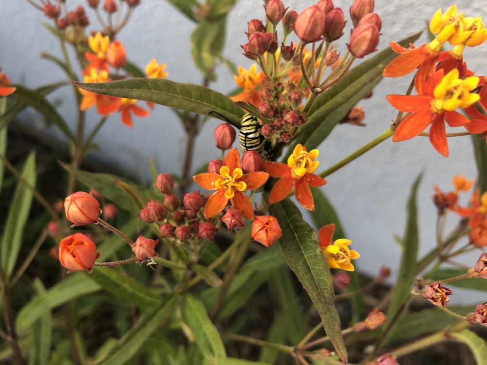 オレンジ色の花に黒と黄色の蝶