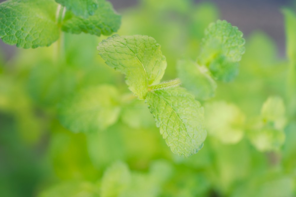 green leaf in macro photography