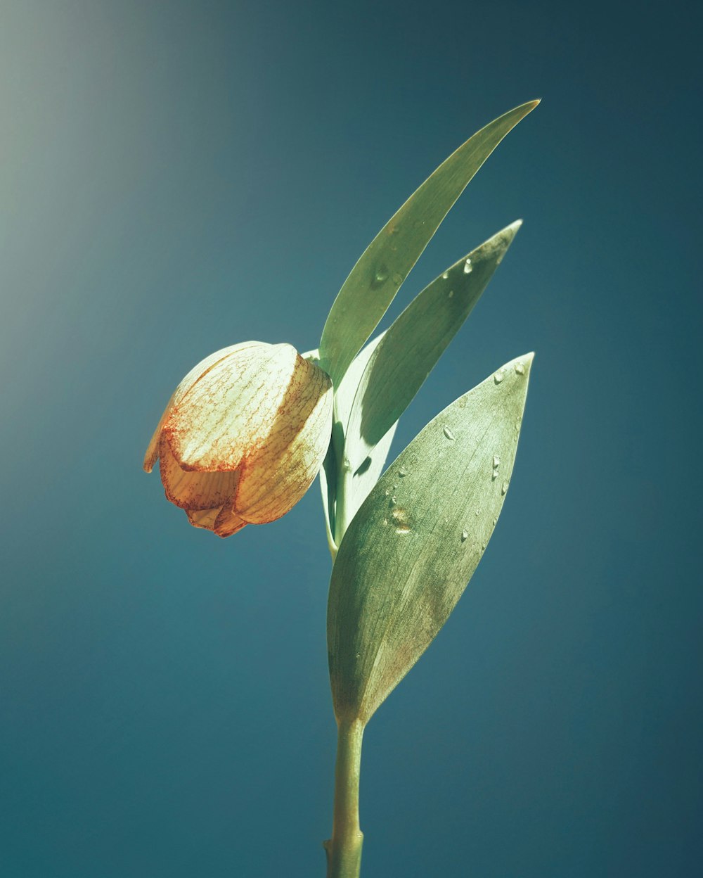 green and yellow flower bud