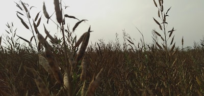 A dry field with tall, brown stalks of grass or plants extending up toward the sky. The plants have seed pods or leaves that appear wilted. The sky is overcast, creating a somber and subdued atmosphere.