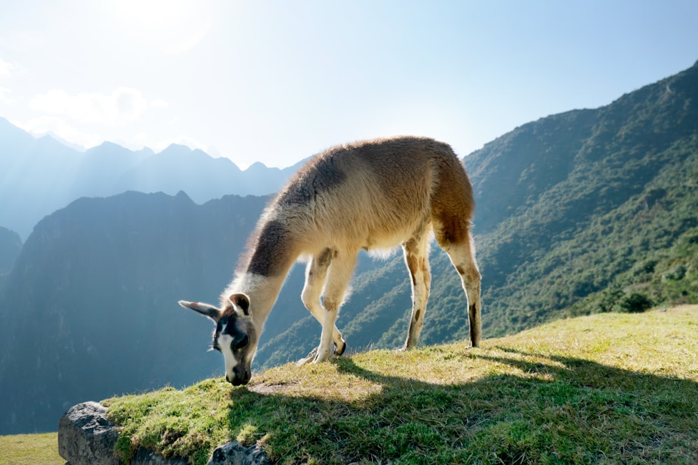 lama bianco e marrone sul campo di erba verde sotto il cielo blu durante il giorno